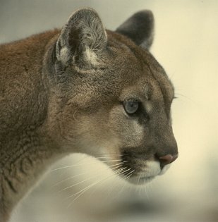 puma americká