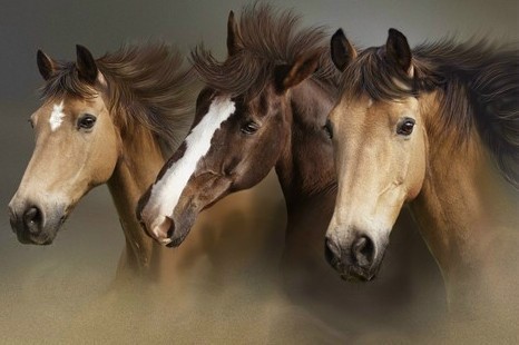 horses