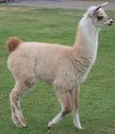 Lama