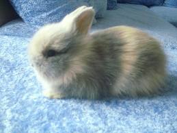 Králík teddy