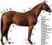 Popis koně