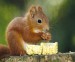 red-squirrel-c-mike-powles