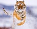 Tygr ve sněhu